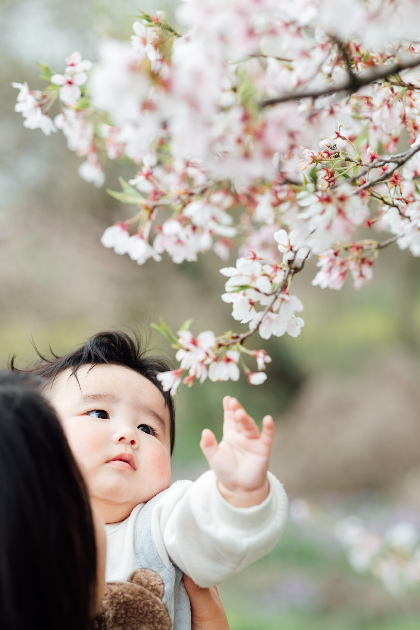 桜の花に手を伸ばす赤ちゃん