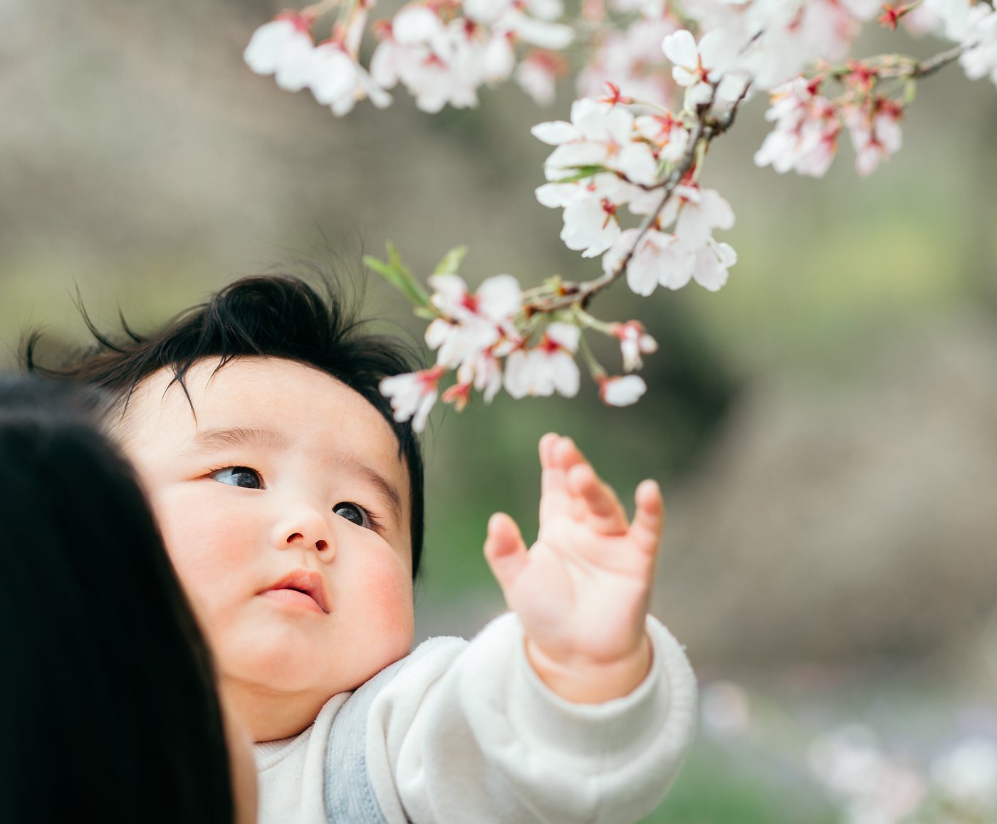 桜の花に手をのばす赤ちゃん